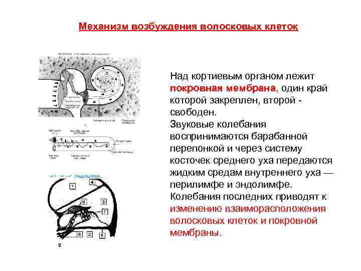 Механизм возбуждения волосковых клеток Над кортиевым органом лежит покровная мембрана, один край которой закреплен,
