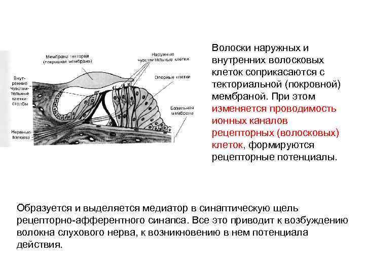 Что воспримут изображенные на рисунке рецепторные клетки кортиева органа звук свет вкус запах