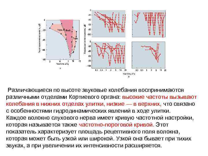  Различающиеся по высоте звуковые колебания воспринимаются различными отделами Кортиевого органа: высокие частоты вызывают
