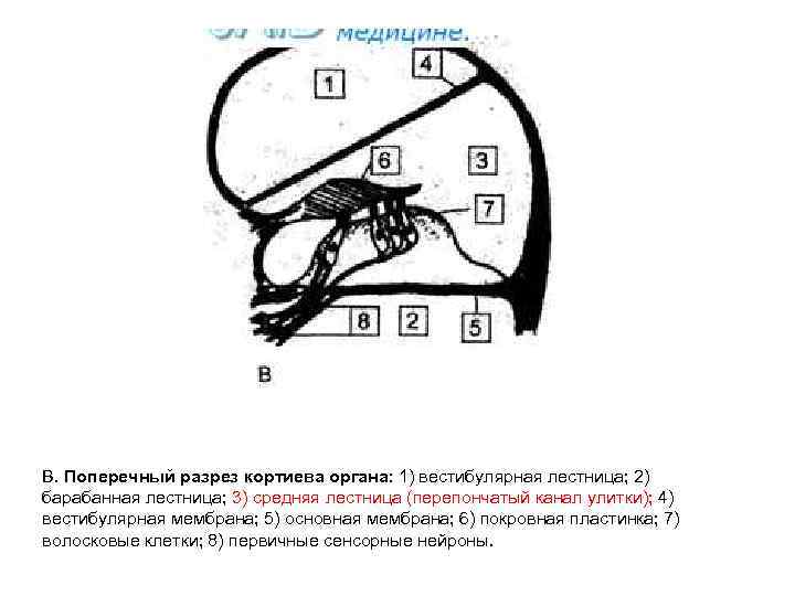 B. Поперечный разрез кортиева органа: 1) вестибулярная лестница; 2) барабанная лестница; 3) средняя лестница