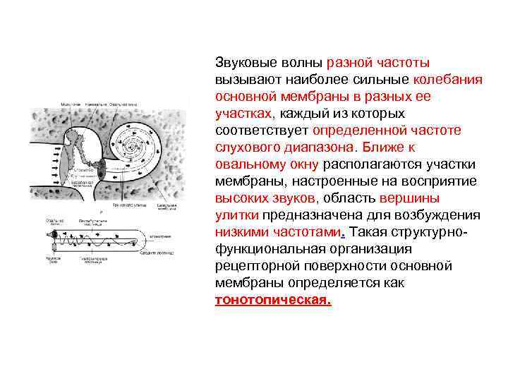 Звуковые волны разной частоты вызывают наиболее сильные колебания основной мембраны в разных ее участках,