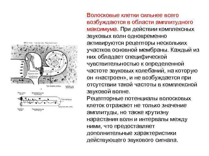 Волосковые клетки сильнее всего возбуждаются в области амплитудного максимума. При действии комплексных звуковых волн