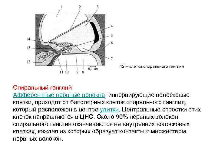 12 – клетки спирального ганглия Спиральный ганглий Афферентные нервные волокна, иннервирующие волосковые клетки, приходят