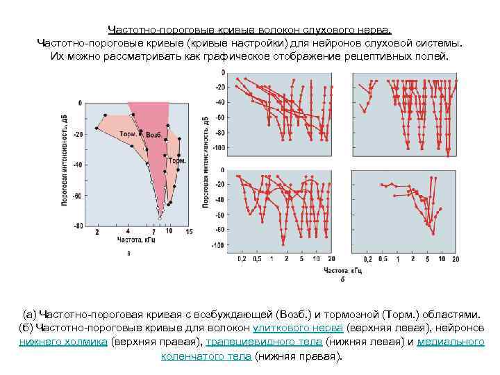Частотно-пороговые кривые волокон слухового нерва. Частотно-пороговые кривые (кривые настройки) для нейронов слуховой системы. Их