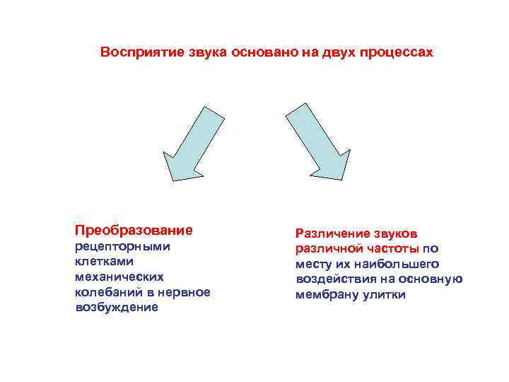 Восприятие звука основано на двух процессах Преобразование рецепторными клетками механических колебаний в нервное возбуждение