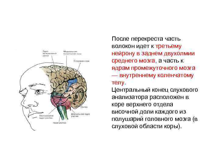После перекреста часть волокон идет к третьему нейрону в заднем двухолмии среднего мозга, а