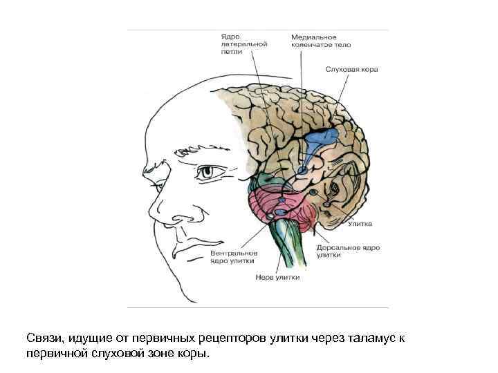 Связи, идущие от первичных рецепторов улитки через таламус к первичной слуховой зоне коры. 