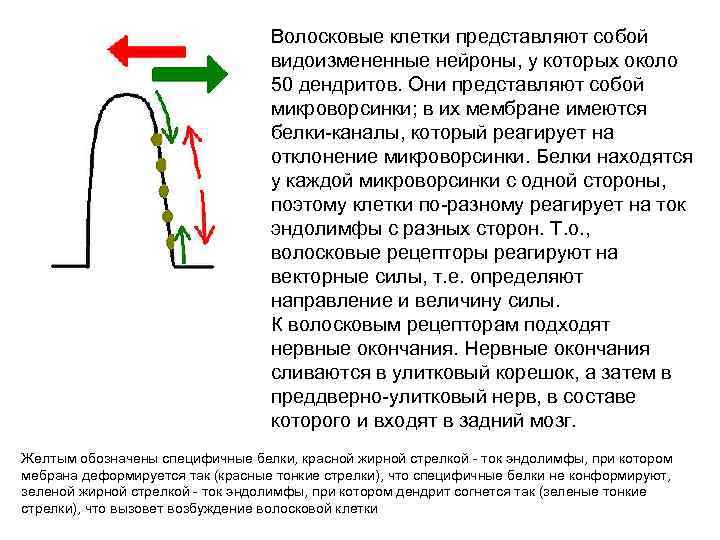 Волосковые клетки представляют собой видоизмененные нейроны, у которых около 50 дендритов. Они представляют собой