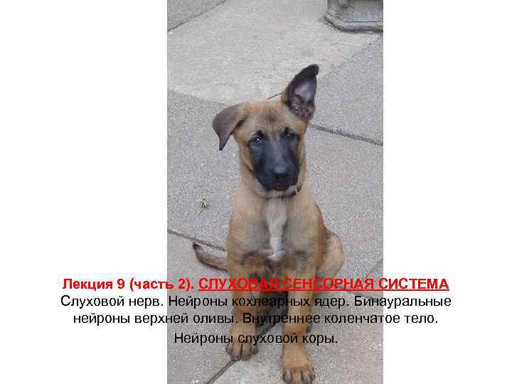 Лекция 9 (часть 2). СЛУХОВАЯ СЕНСОРНАЯ СИСТЕМА Слуховой нерв. Нейроны кохлеарных ядер. Бинауральные нейроны