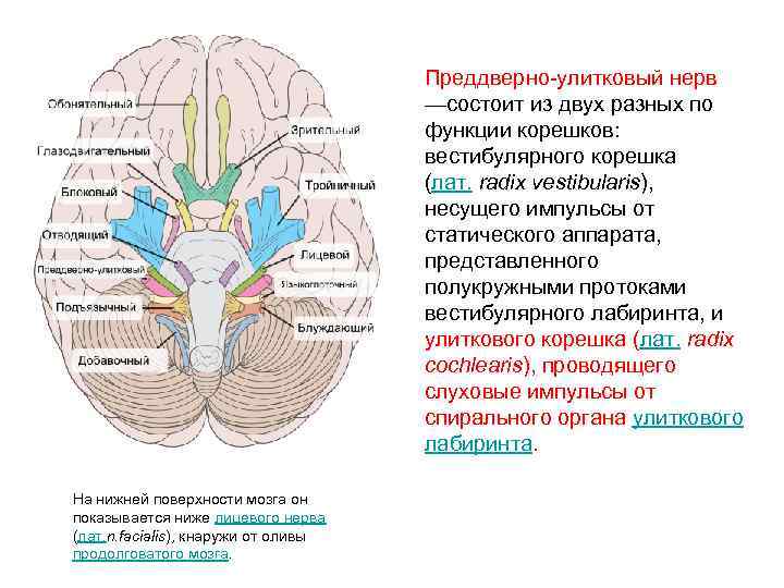 Места выхода. Преддверно улитковый нерв на черепе. Ядра преддверно улиткового нерва названия. Преддверно-улитковый нерв выход из мозга. Преддверно улитковый нерв место выхода из мозга.