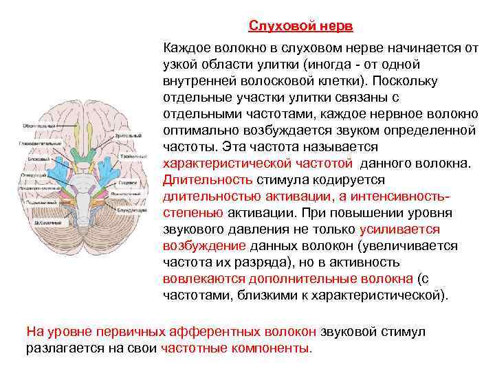 Слуховой нерв Каждое волокно в слуховом нерве начинается от узкой области улитки (иногда -