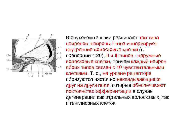 В слуховом ганглии различают три типа нейронов: нейроны I типа иннервируют внутренние волосковые клетки