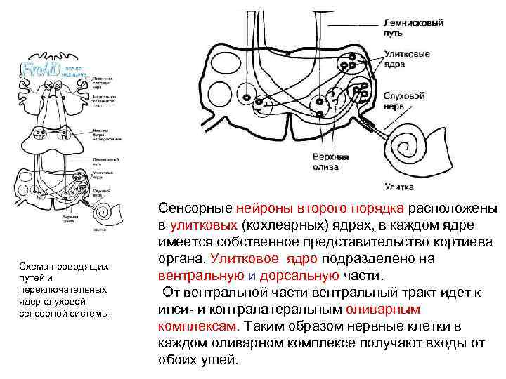 Схема проводящих путей и переключательных ядер слуховой сенсорной системы. Сенсорные нейроны второго порядка расположены
