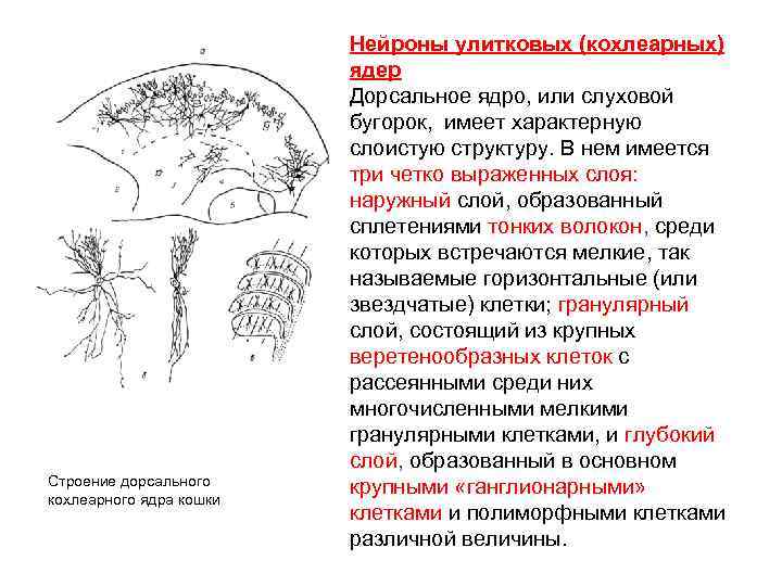 Строение дорсального кохлеарного ядра кошки Нейроны улитковых (кохлеарных) ядер Дорсальное ядро, или слуховой бугорок,