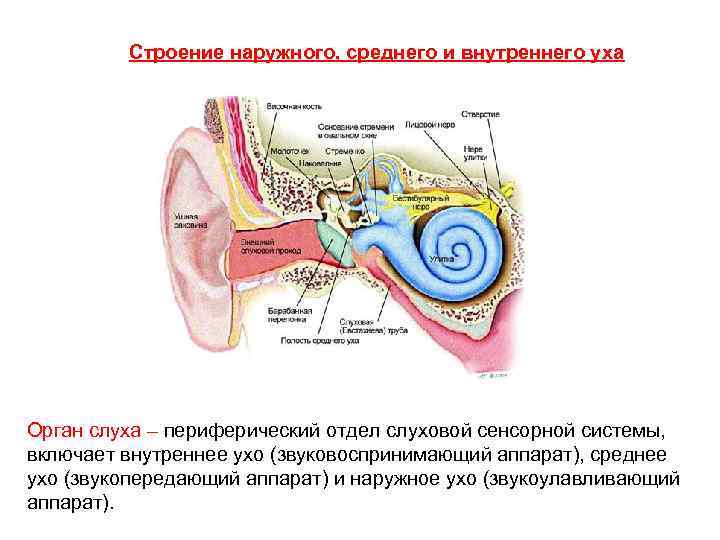 Схема слуховой сенсорной системы