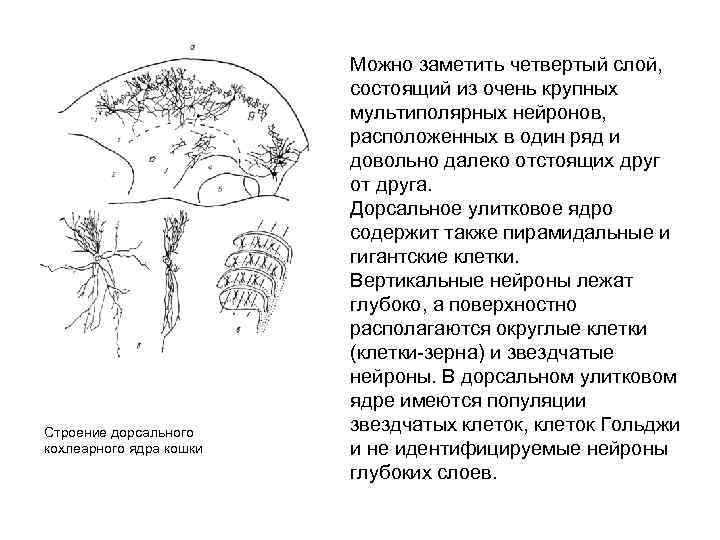 Строение дорсального кохлеарного ядра кошки Можно заметить четвертый слой, состоящий из очень крупных мультиполярных