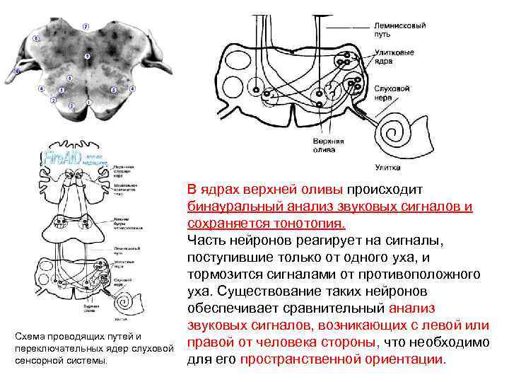 Схема проводящих путей и переключательных ядер слуховой сенсорной системы. В ядрах верхней оливы происходит