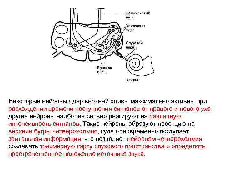 Схема слуховой сенсорной системы