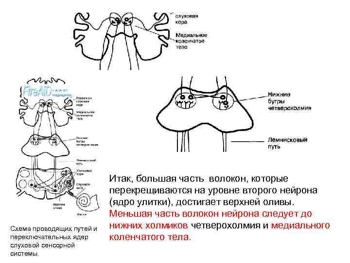 Схема слуховой сенсорной системы физиология