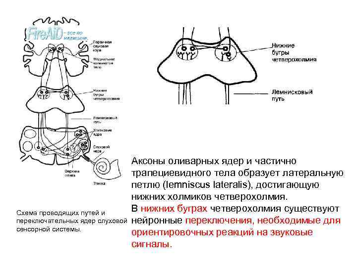 Схема слуховой сенсорной системы