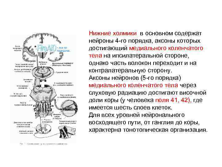 Нижние холмики в основном содержат нейроны 4 -го порядка, аксоны которых достигающий медиального коленчатого