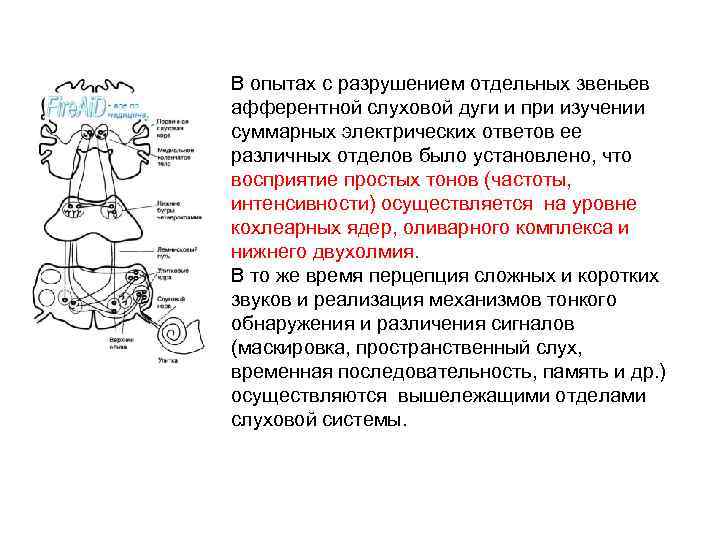 В опытах с разрушением отдельных звеньев афферентной слуховой дуги и при изучении суммарных электрических