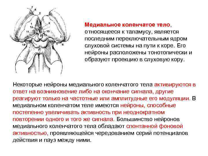 Медиальное коленчатое тело, относящееся к таламусу, является последним переключательным ядром слуховой системы на пути