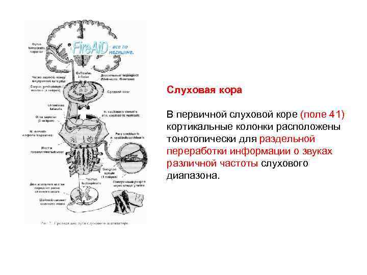 Слуховая кора В первичной слуховой коре (поле 41) кортикальные колонки расположены тонотопически для раздельной