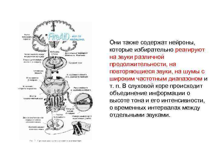 Схема слуховой сенсорной системы физиология