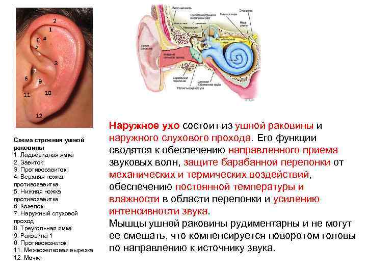 Схема строения ушной раковины