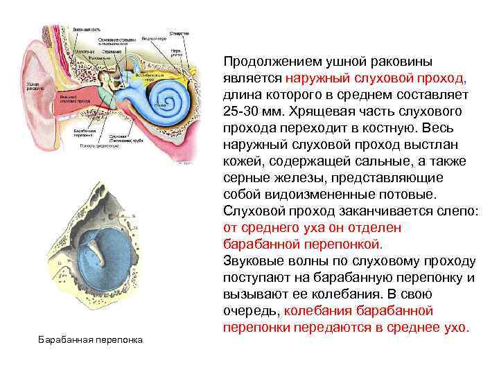 Барабанная перепонка Продолжением ушной раковины является наружный слуховой проход, длина которого в среднем составляет