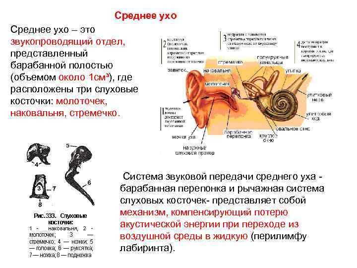 Среднее ухо – это звукопроводящий отдел, представленный барабанной полостью (объемом около 1 см³), где