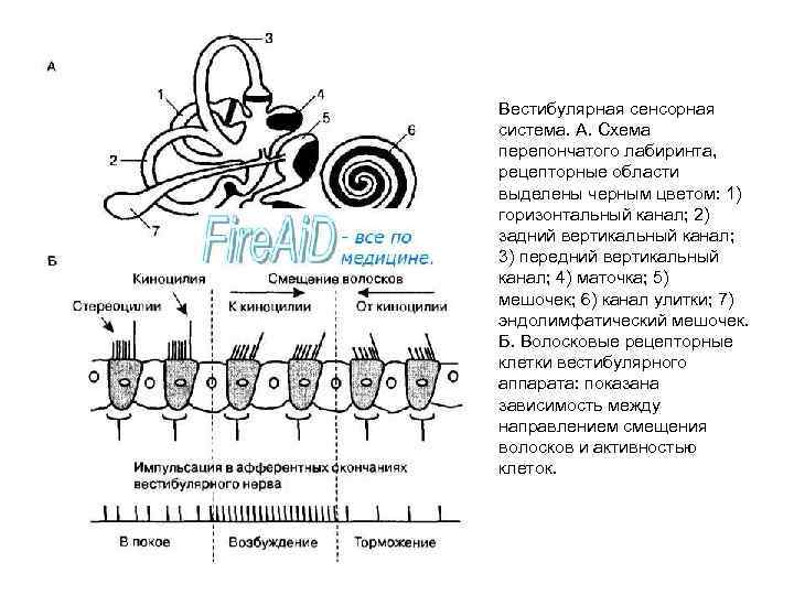 Схема строения сенсорной системы