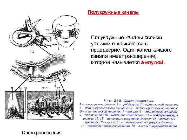 Полукружные каналы своими устьями открываются в преддверие. Один конец каждого канала имеет расширение, которое