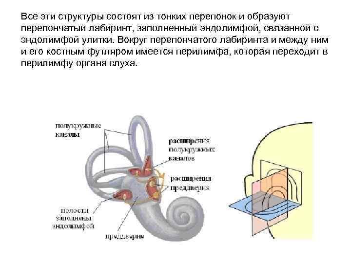 Все эти структуры состоят из тонких перепонок и образуют перепончатый лабиринт, заполненный эндолимфой, связанной