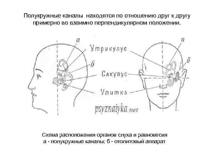 Полукружные каналы находятся по отношению друг к другу примерно во взаимно перпендикулярном положении. Схема