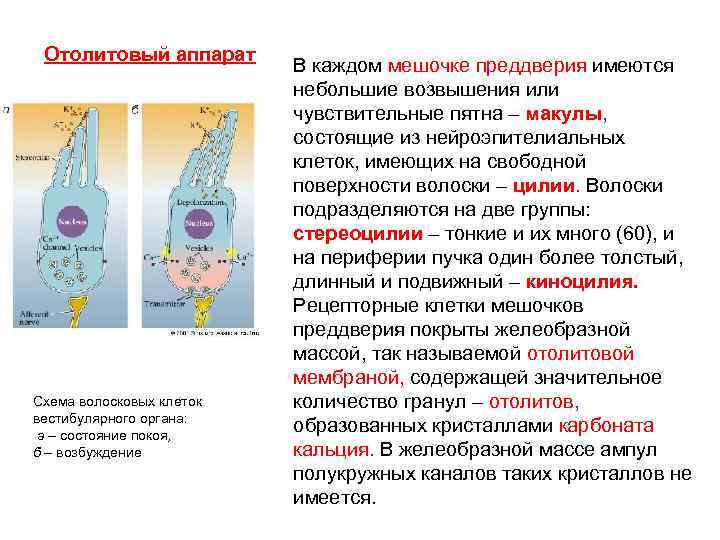 Отолитовый аппарат Схема волосковых клеток вестибулярного органа: а – состояние покоя, б – возбуждение