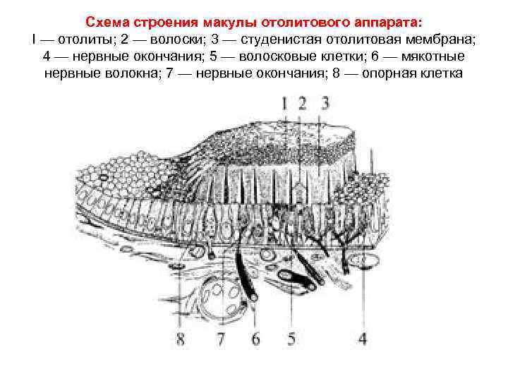 Схема строения макулы отолитового аппарата: I — отолиты; 2 — волоски; 3 — студенистая