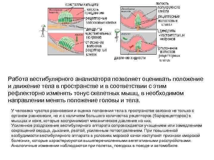 Работа вестибулярного анализатора позволяет оценивать положение и движение тела в пространстве и в соответствии