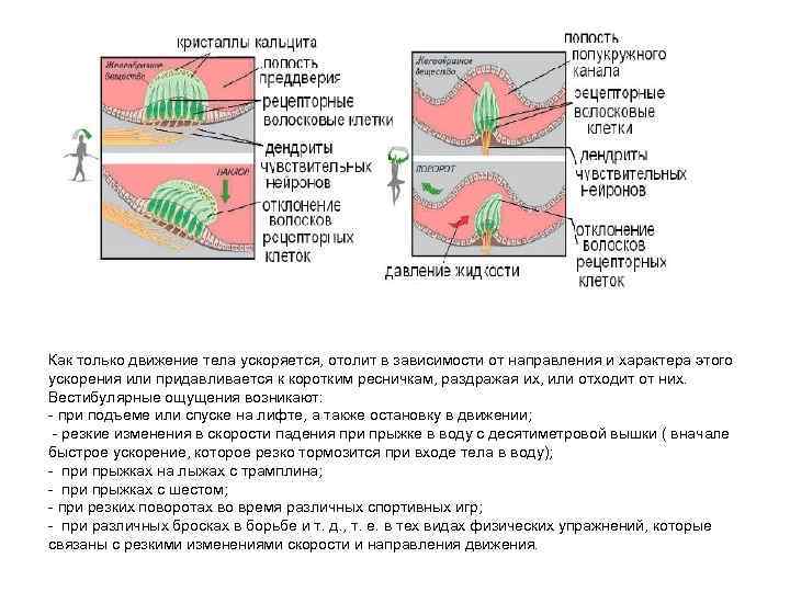 Как только движение тела ускоряется, отолит в зависимости от направления и характера этого ускорения