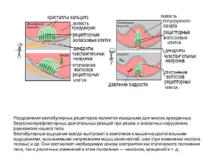 Раздражения вестибулярных рецепторов являются исходными для многих врожденных безусловнорефлекторных двигательных реакций при резких и