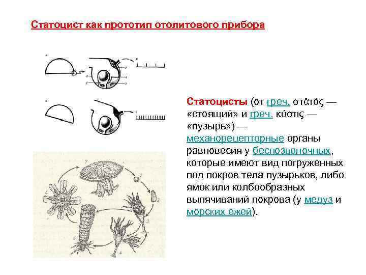 Статоцист как прототип отолитового прибора Статоцисты (от греч. στᾰτός — «стоящий» и греч. κύστις