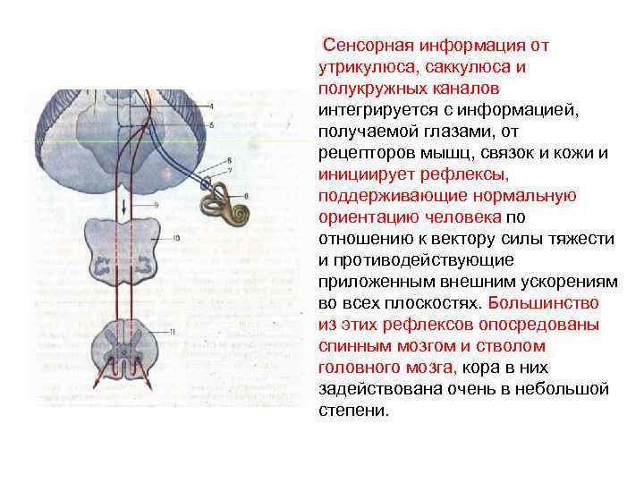  Сенсорная информация от утрикулюса, саккулюса и полукружных каналов интегрируется с информацией, получаемой глазами,