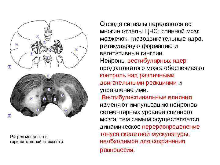 Разрез мозжечка в горизонтальной плоскости. Отсюда сигналы передаются во многие отделы ЦНС: спинной мозг,