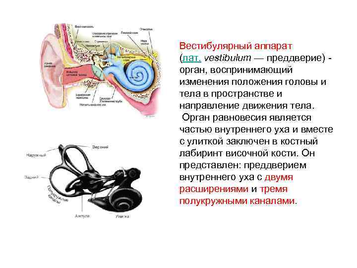 Вестибулярный аппарат (лат. vestibulum — преддверие) орган, воспринимающий изменения положения головы и тела в
