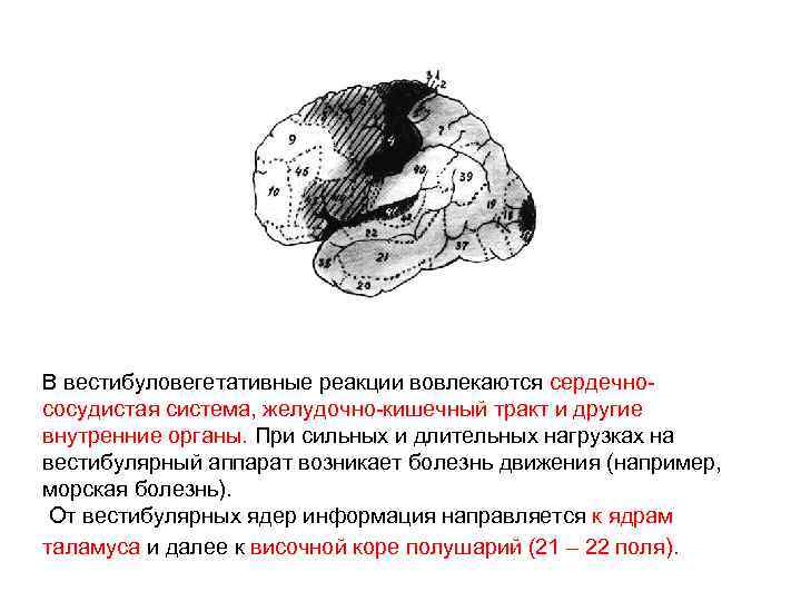 В вестибуловегетативные реакции вовлекаются сердечно сосудистая система, желудочно кишечный тракт и другие внутренние органы.