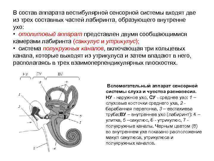 В состав аппарата вестибулярной сенсорной системы входят две из трех составных частей лабиринта, образующего