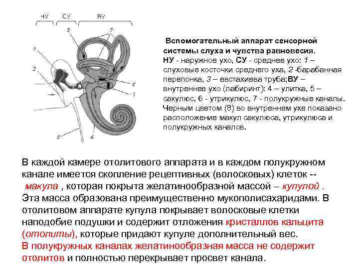  Вспомогательный аппарат сенсорной системы слуха и чувства равновесия. НУ наружное ухо, СУ среднее