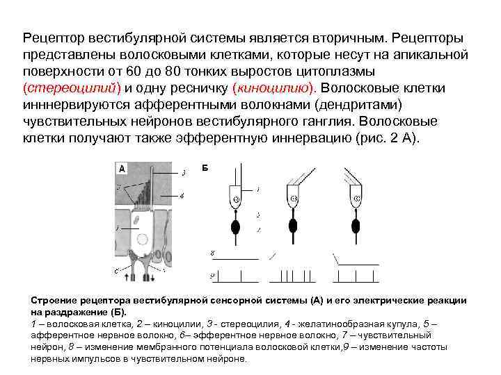 Рецептор вестибулярной системы является вторичным. Рецепторы представлены волосковыми клетками, которые несут на апикальной поверхности