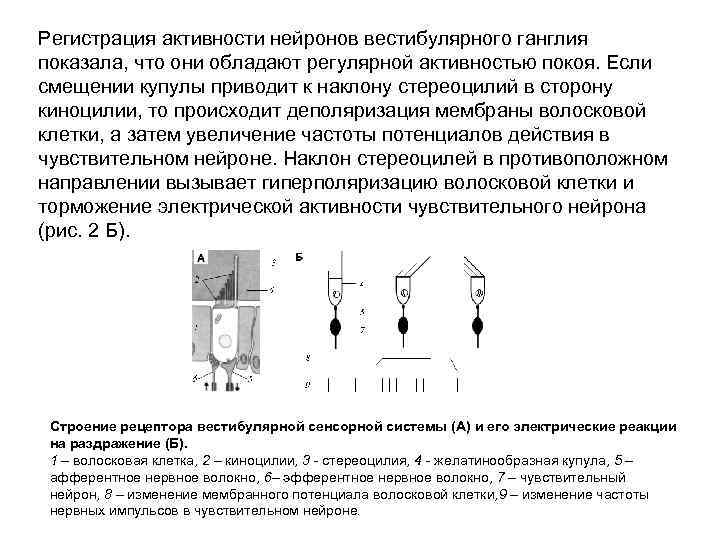 Регистрация активности нейронов вестибулярного ганглия показала, что они обладают регулярной активностью покоя. Если смещении